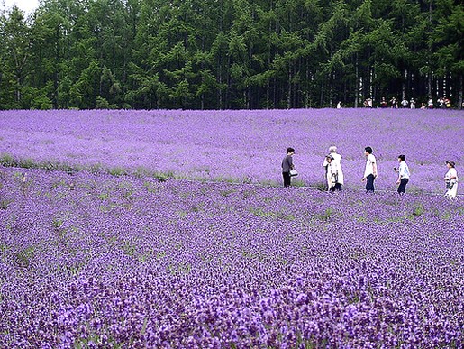lavender flower mark.jpg
