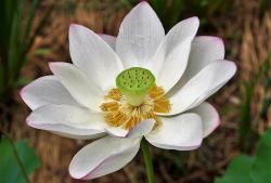 Lotus Flowers Gallery