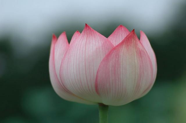 Asian flower lotus in pink and white.jpg