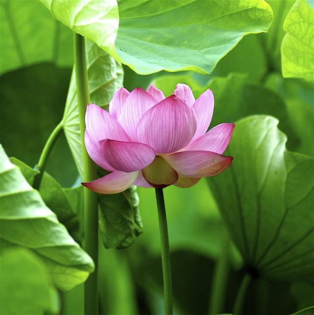 Asian flowers lotus in pink.jpg