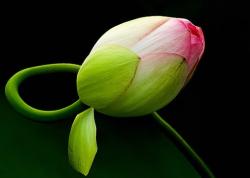 beautiful lotus bud picture.jpg