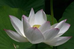 Beautiful Lotus in white.jpg