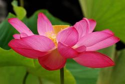 beautiful pink flower lotus.jpg