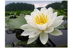 beautiful white flower lotus.jpg