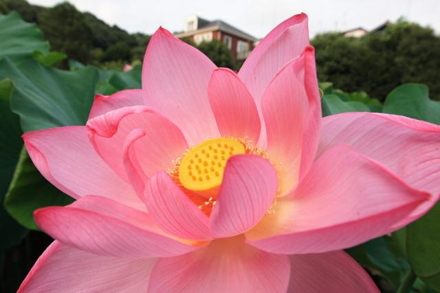 big flower photo of lotus.jpg