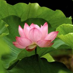 big pink Lotus flower.jpg
