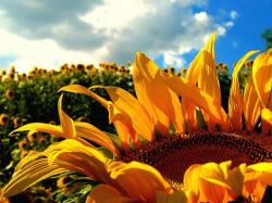 rich orange yellow sunflower.jpg