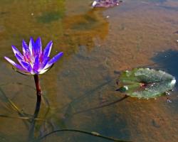 blue lotus photo.jpg