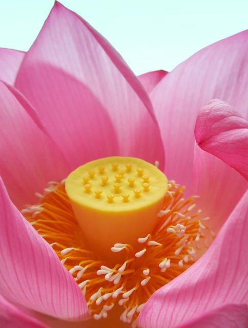 Bright pink lotus photo with bright yellow center.jpg