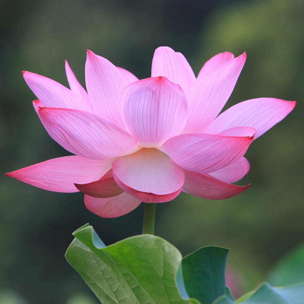 bright pink lotus pic.jpg