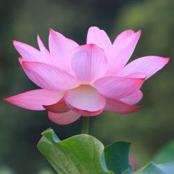 bright pink lotus pic.jpg