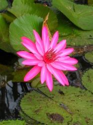 bright pink water lily photo.jpg