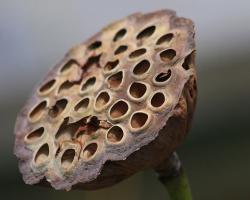 brown Lotus Seed Pod.jpg