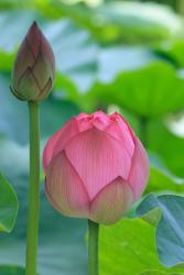 budding lotus picture.jpg