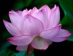 buhda flower lotus in pink.jpg