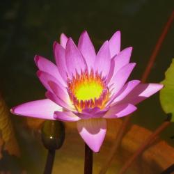 close up picture of lotus flower in pink and yellow.jpg