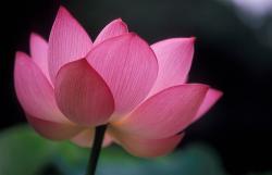 dark pink flower pics.jpg