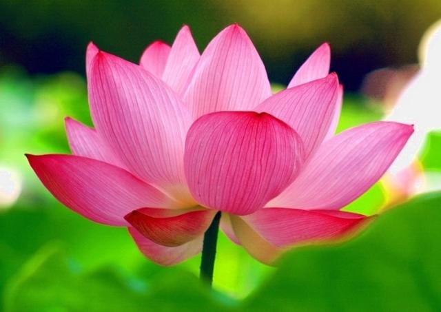 dark pink flower picture of lotus.jpg