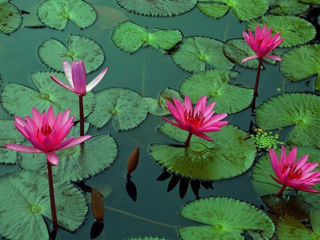 dark pink Lotus Flowers photo.jpg
