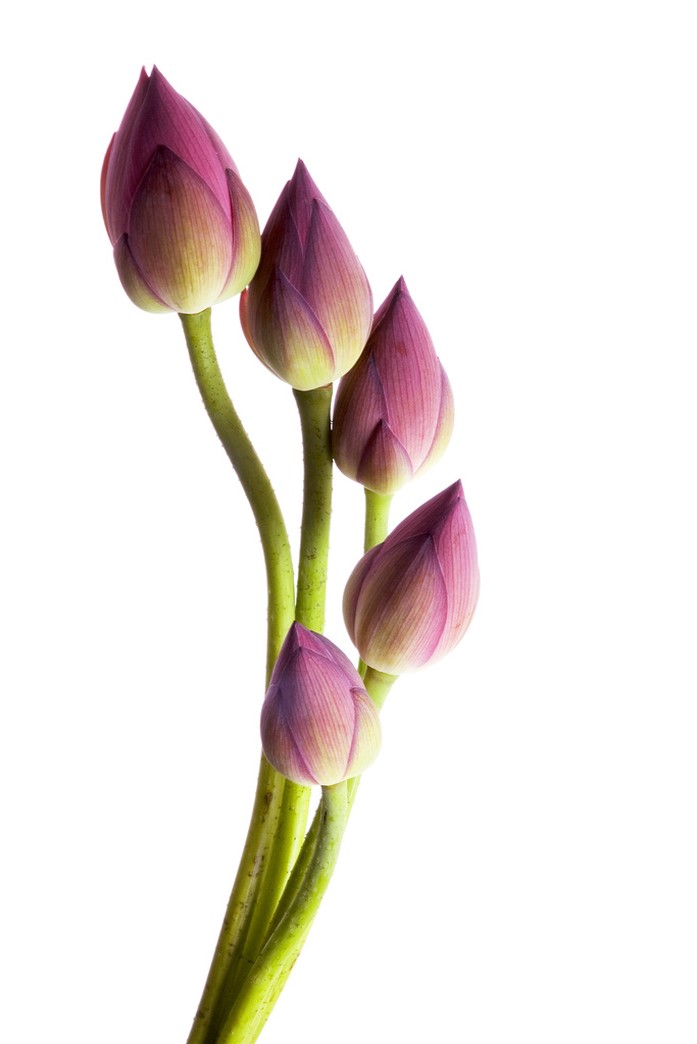 Elegant lotus in purple pink.jpg