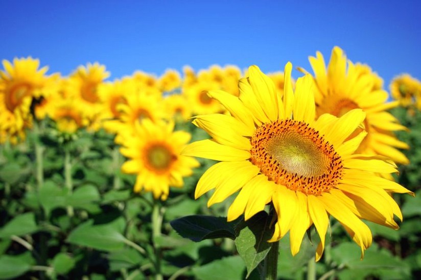 pretty yellow sunflowers.jpg
