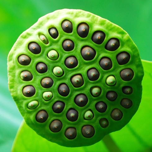 green and black lotus seeds.jpg