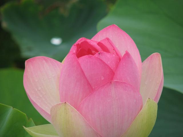 image of lotus flower.jpg