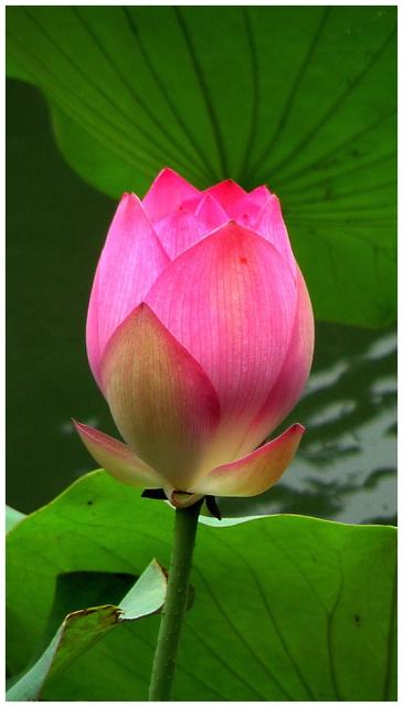 Indian flower lotus in bright pink.jpg