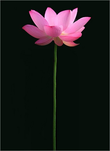 Light pink lotus and stem photo.jpg