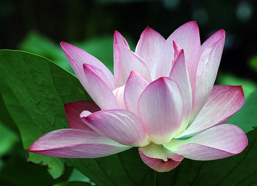 light pink lotus photo.jpg