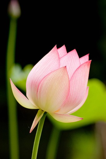 lotis flower.jpg