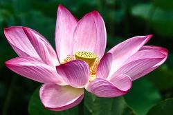 lotus blossom flower in pink.jpg