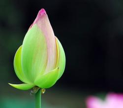 Lotus Bud.jpg