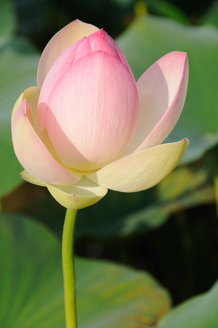 lotus bud in pond.jpg