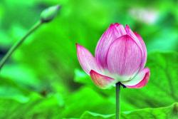lotus bud picture.jpg