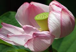 lotus flower.jpg