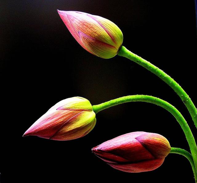 lotus flower ancient egypt.jpg