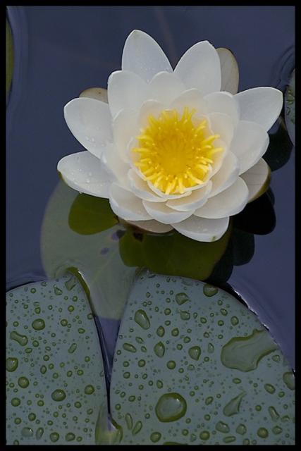 lotus flower designs.jpg