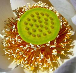 lotus flower egypt.jpg