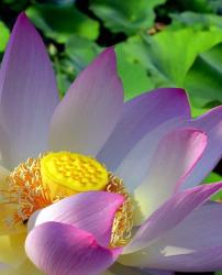 lotus flower image.jpg