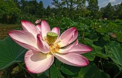 lotus flower images.jpg