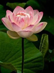 lotus flower in light pink and peach.jpg