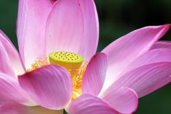 lotus flower in pink.jpg
