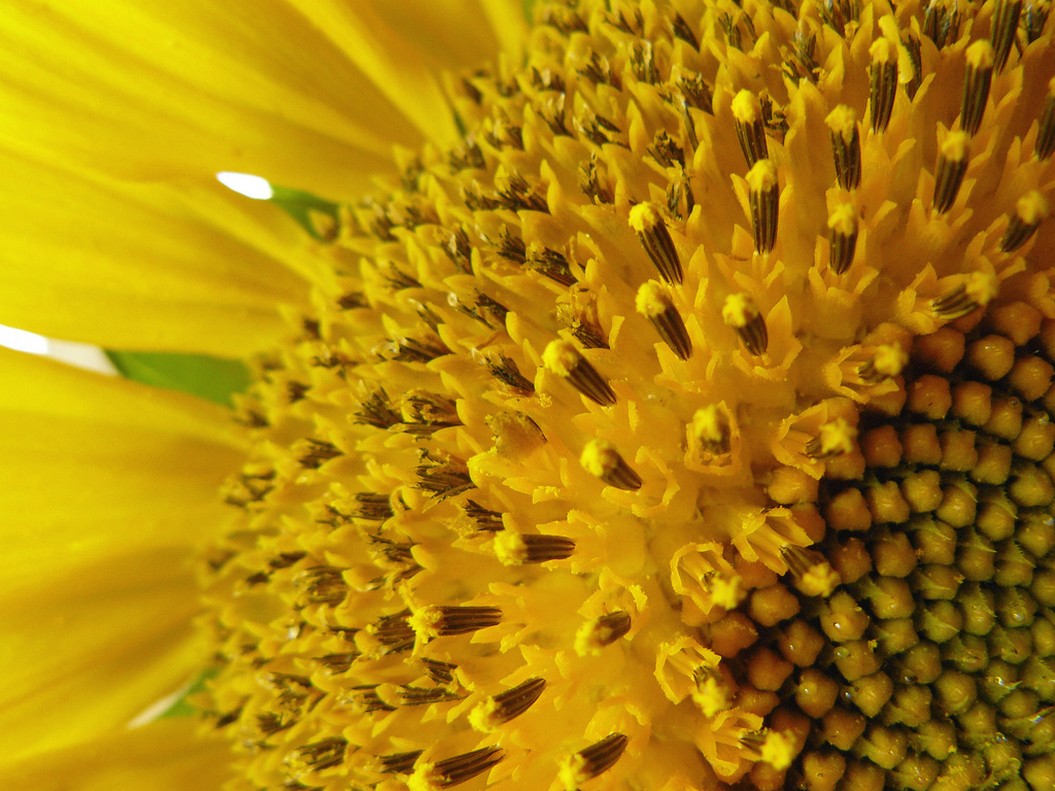 picture sunflower seeds.jpg