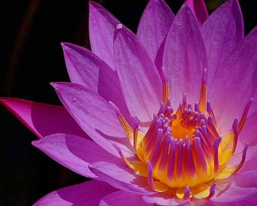 Lotus Flower in purplish pink.jpg
