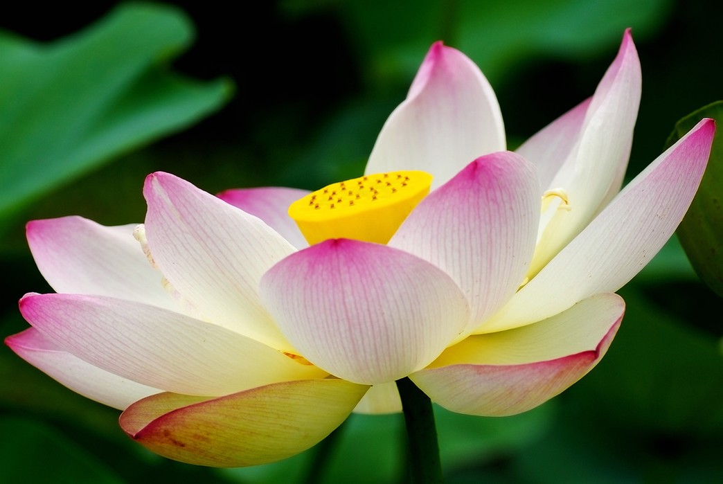 lotus flower in three colors.jpg