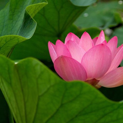 lotus flower pics.jpg