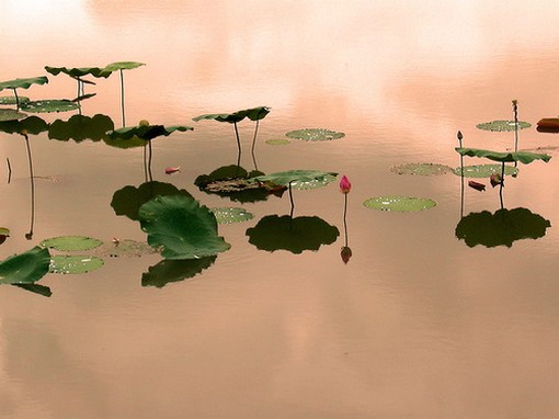 Lotus in pond photo.jpg