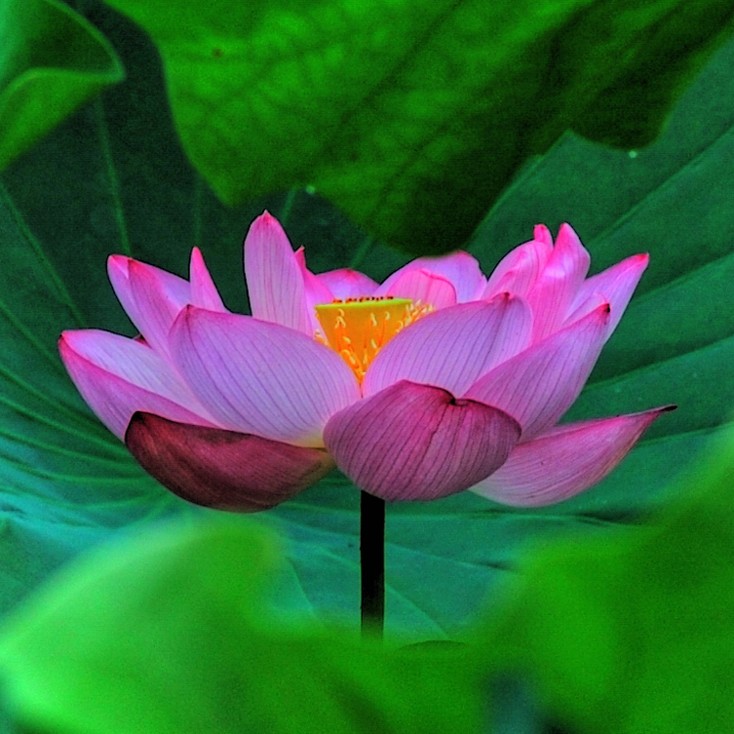 lotus in rich pink.jpg