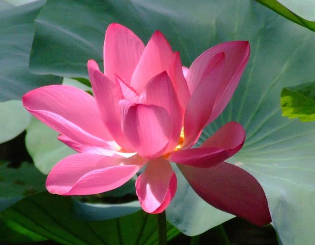 lotus in the sun.jpg